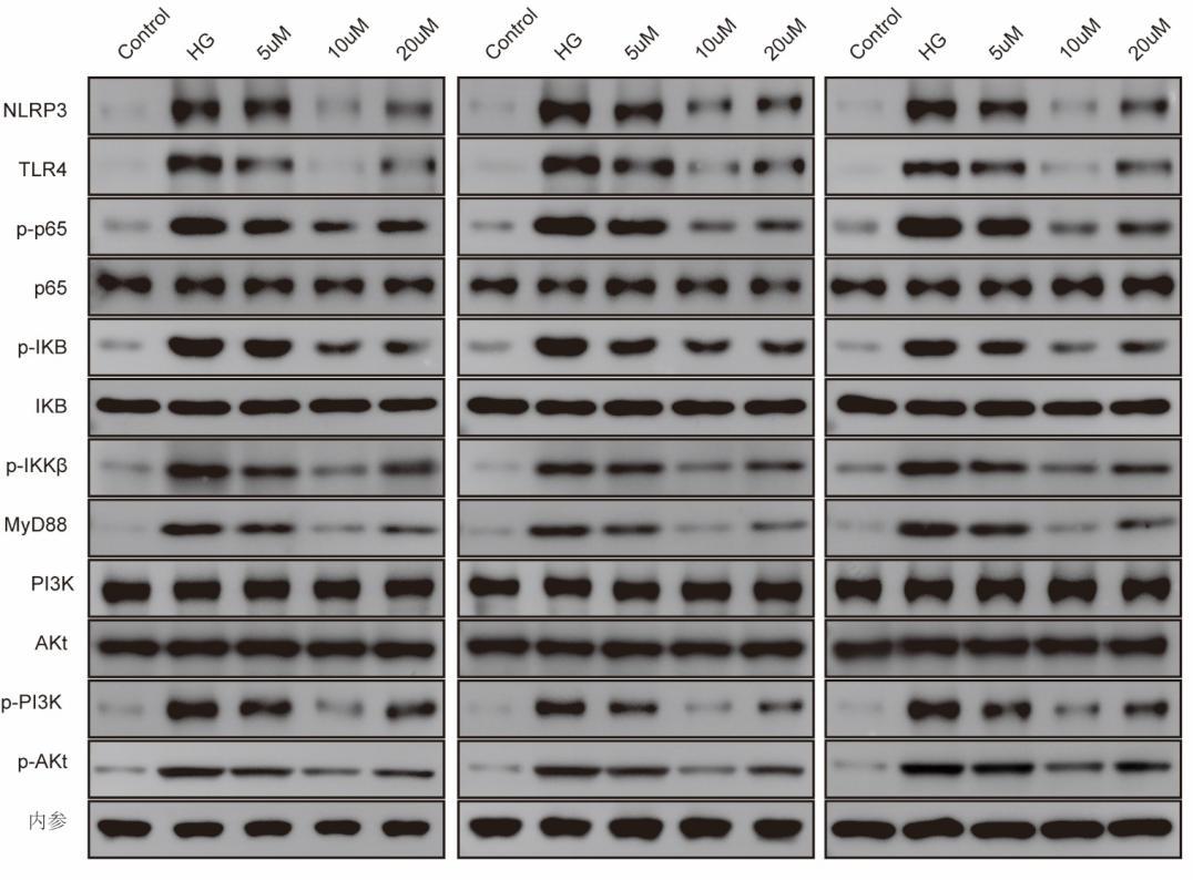 Western Blot